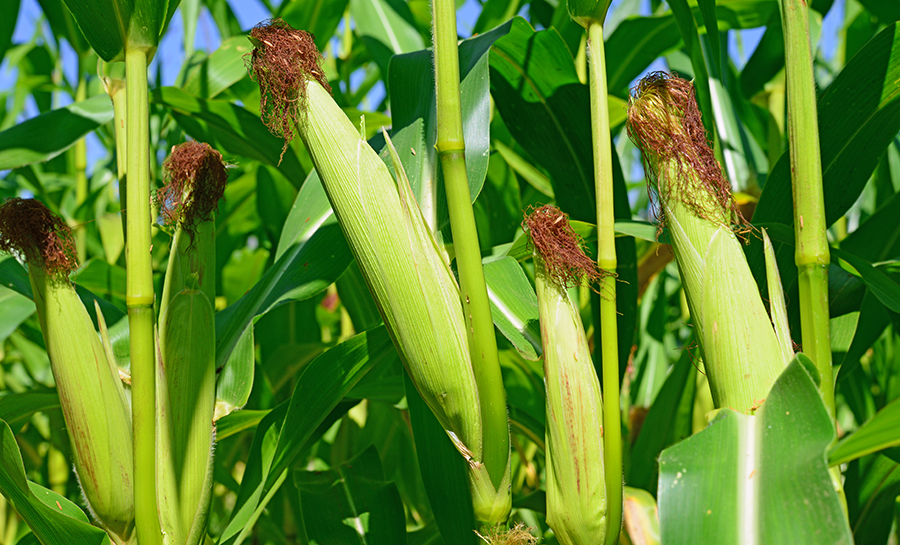 TANZANIA 2- AFLASENSE